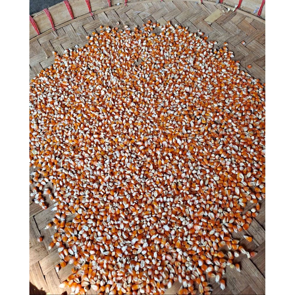 

Jagung Kering 1kg Kualitas Terjamin