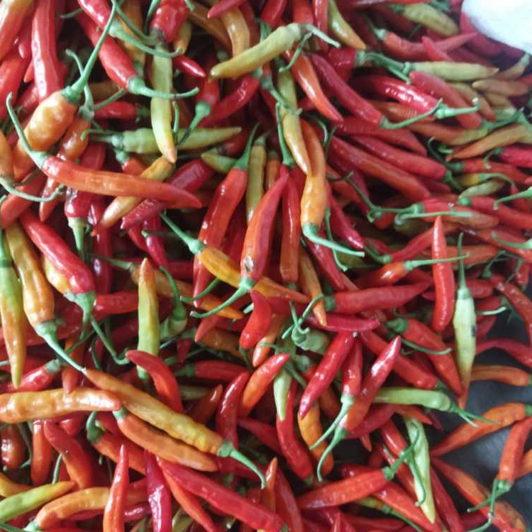 

500 gram dan 100 gram cabe rawit merah fress dengan harga terjangkau