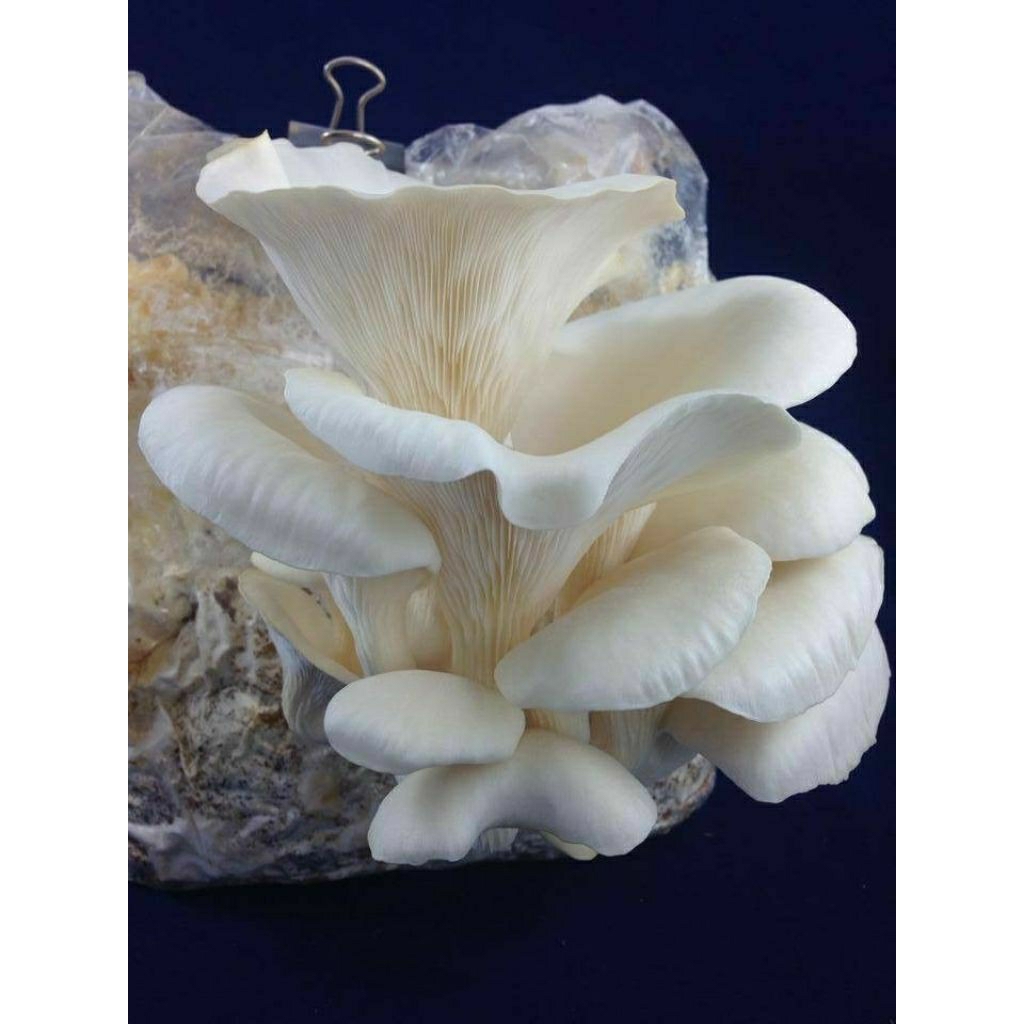 

BEGLOG JAMUR TIRAM PUTIH 12 PCS