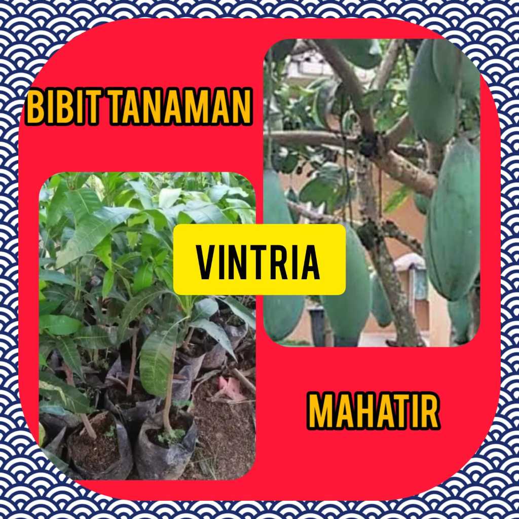 Bibit Mangga Mahatir Jumbo