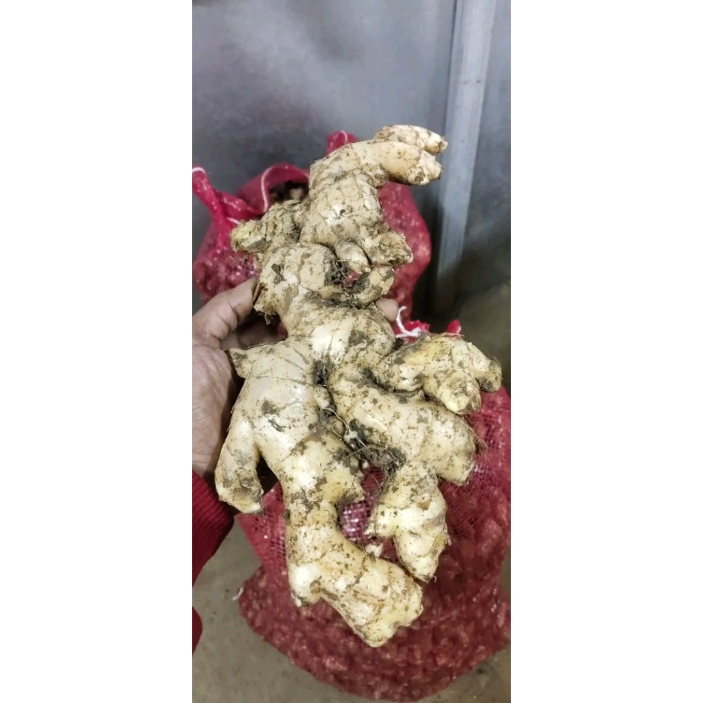 

jahe putih segar atau jahe gajah putih segar 1.kg