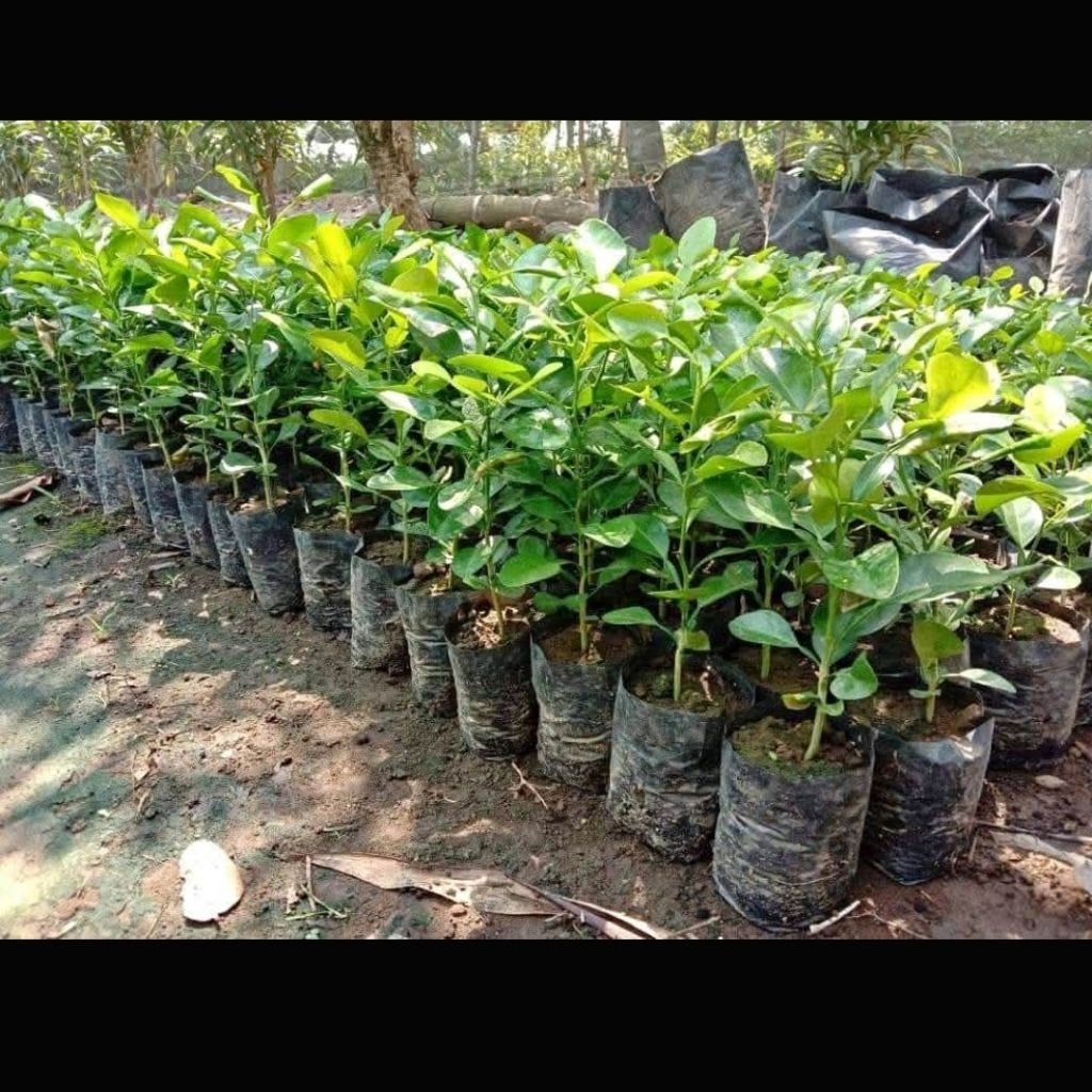 Bibit Jeruk Purut Asli