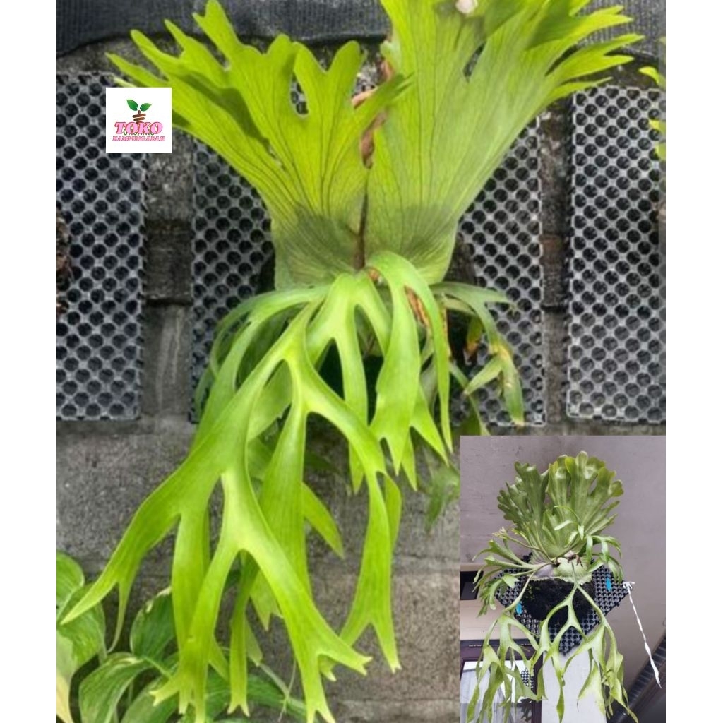 tanduk rusa platycerium coronarium