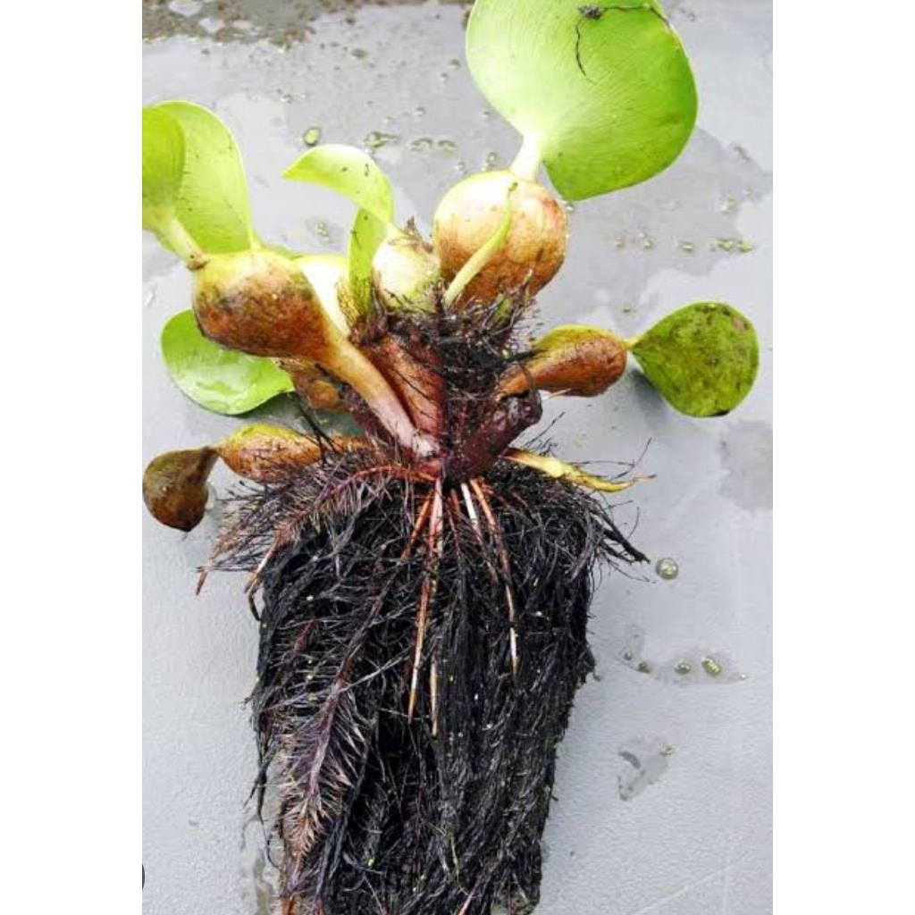 

Akar eceng gondok asli organik berat 250 gr siap pakai
