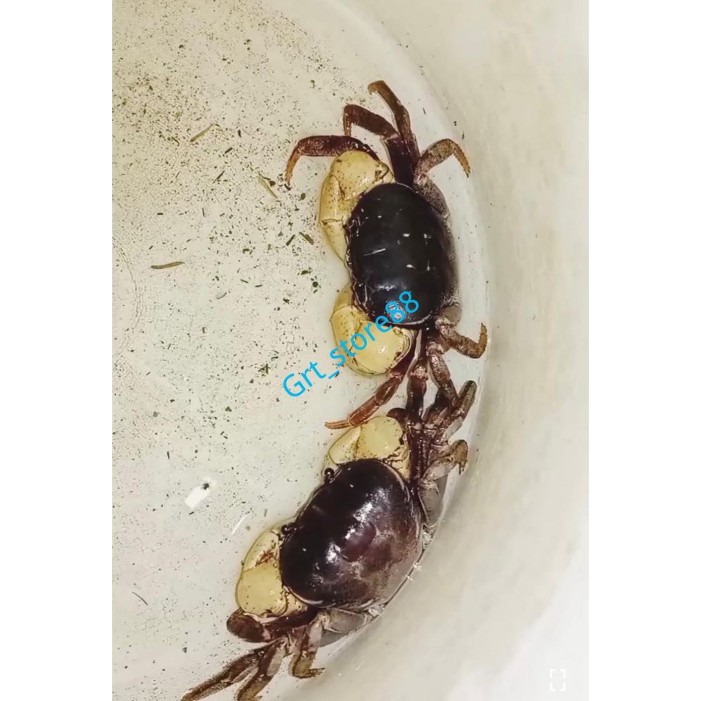 

ikan Kepiting Hias Hyrtipes Air Tawar ( Hyrtipes crab ) Aquascape