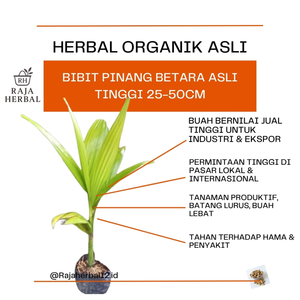 Kecambah Pinang Pandan Wangi Hibrida Bibit Unggul