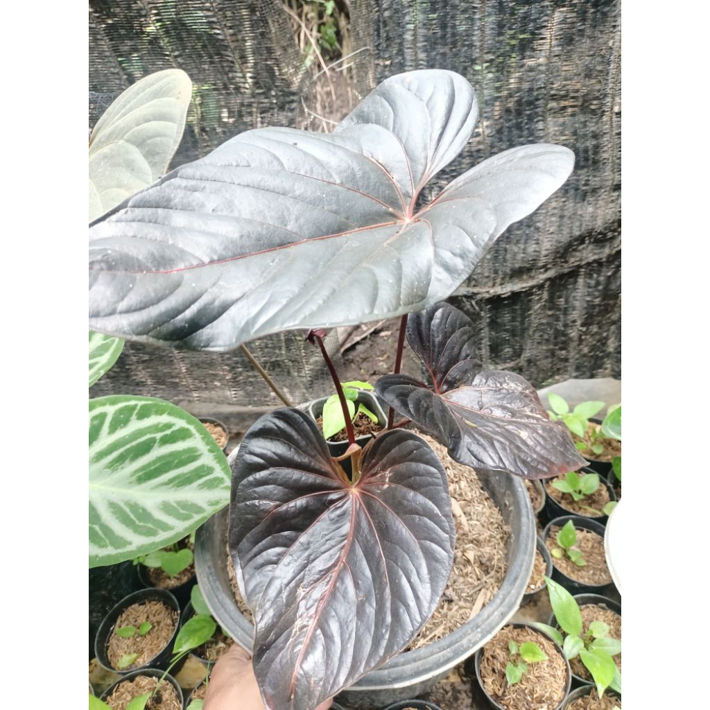 anthurium modeanum