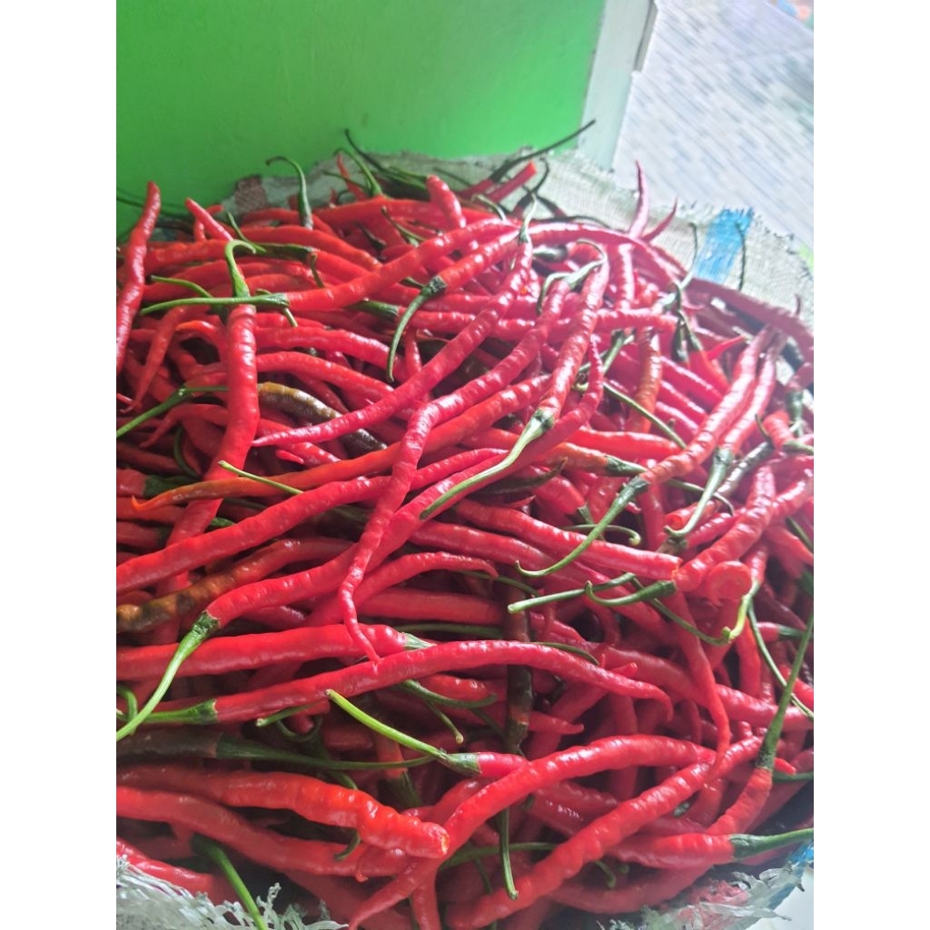 Bibit Cabe Merah Keriting Lokal Doloksanggul LBS