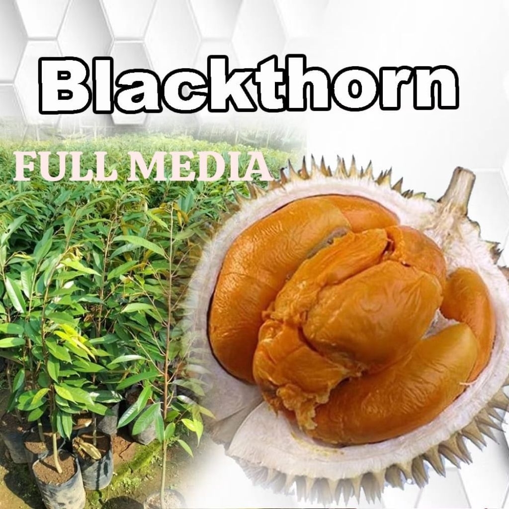 Bibit Durian Duri Hitam Murah Kirim Full Media | Durian Duri Hitam | Durian Oche | Durian Blackthorn