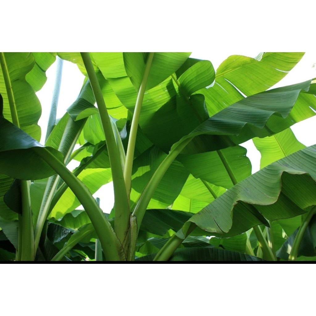 

daun pisang segar per helai