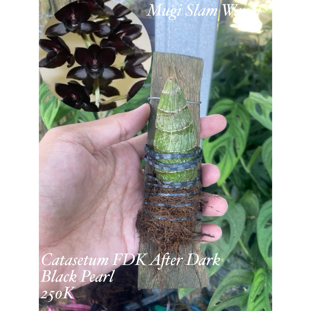 Anggrek Catasetum FDK After Dark Black Pearl