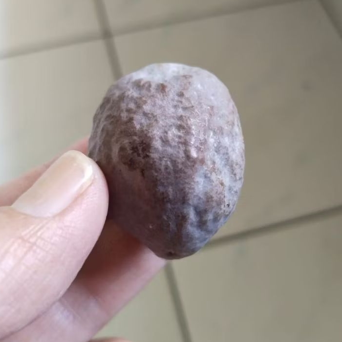 Kemiri Adu Muncang Adu Jayanti Tripel Ori Full Tua