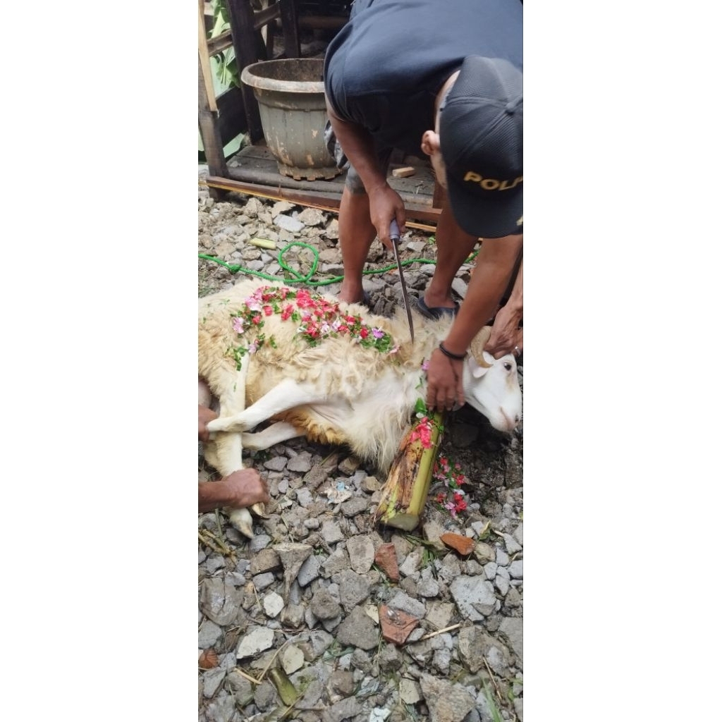 Hewan/domba aqiqah