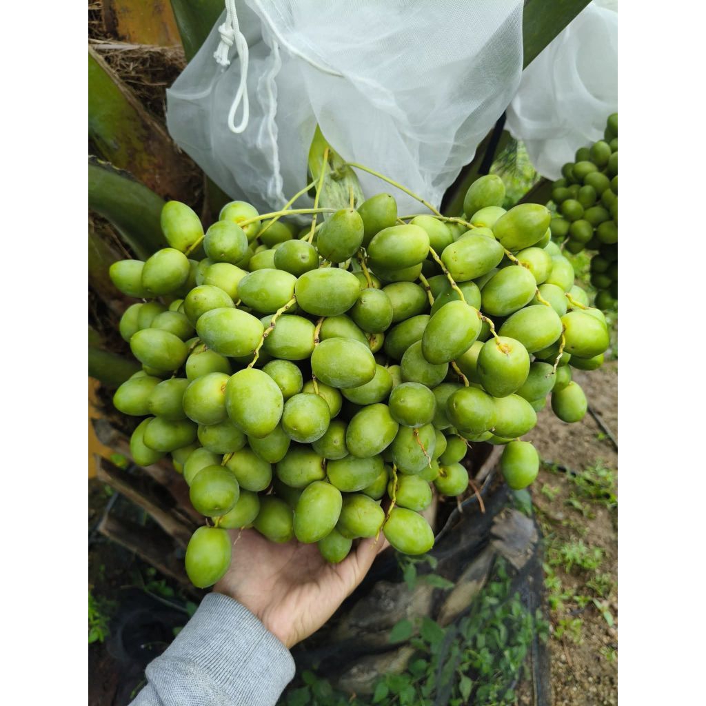 Bibit Kurma Kultur Jaringan