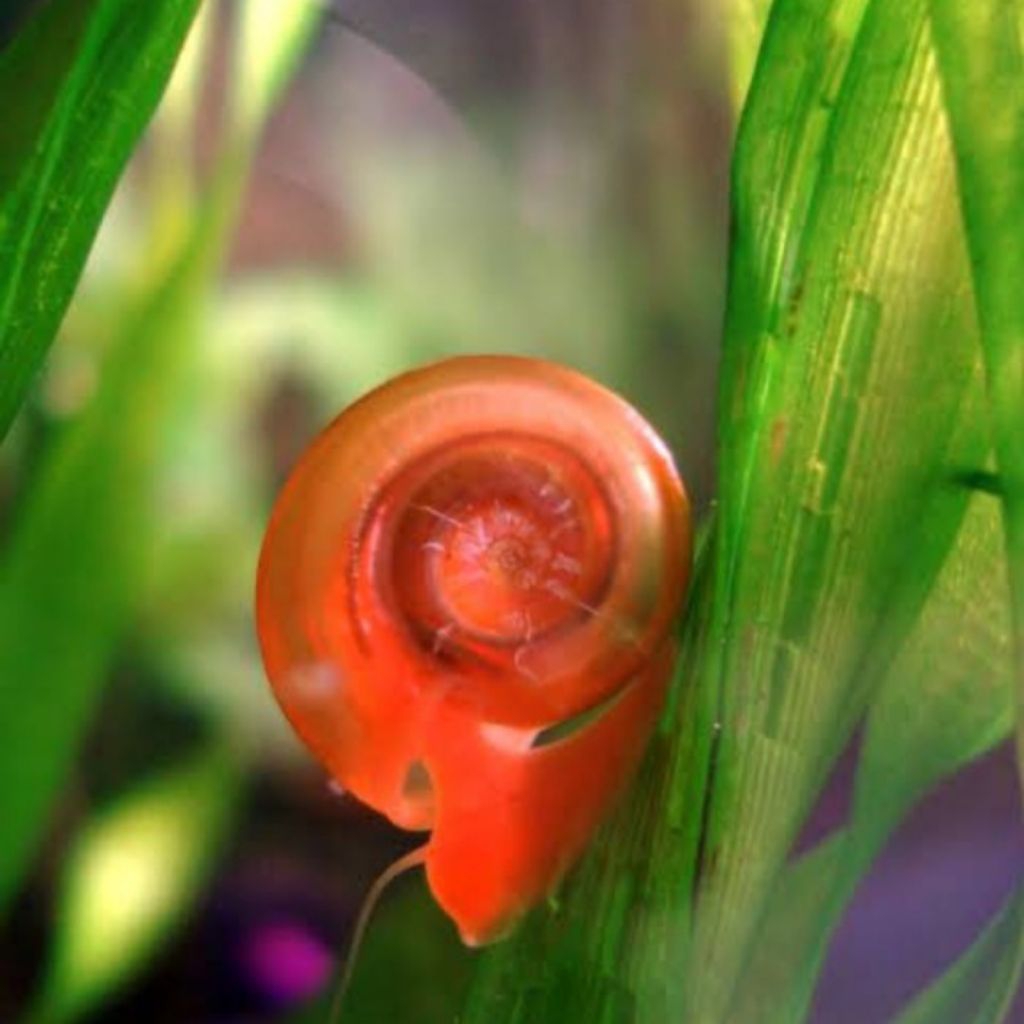 keong hias ramshor pembersih alga aquascape