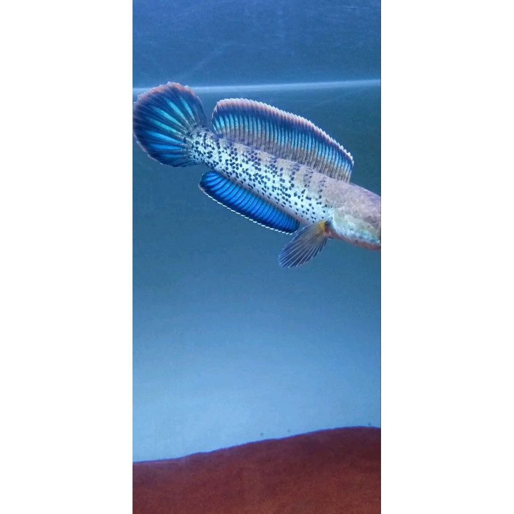Stewarti size 15cm Single Tank