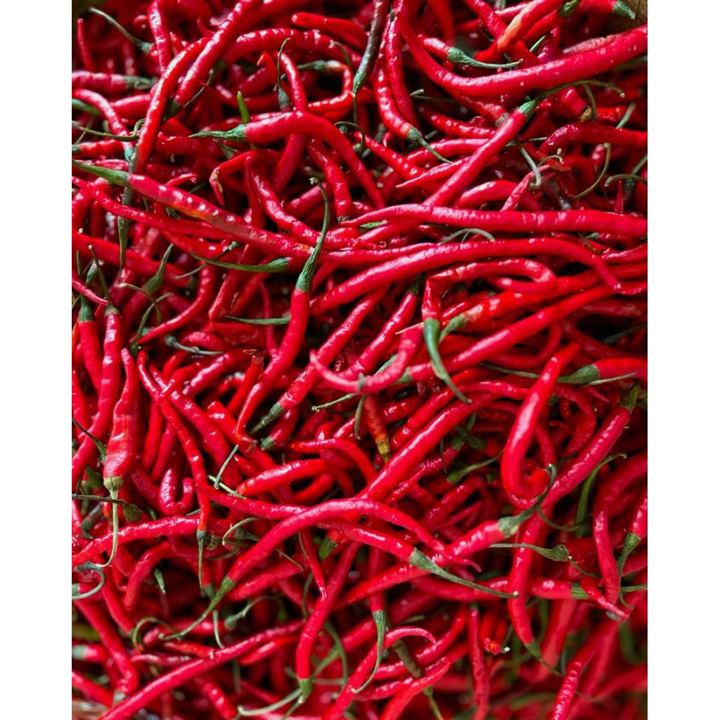 

5K TERMURAH CABE MERAH SEGAR, BERSIH DAN BERKWALITAS LANGSUNG DARI PASAR INDUK