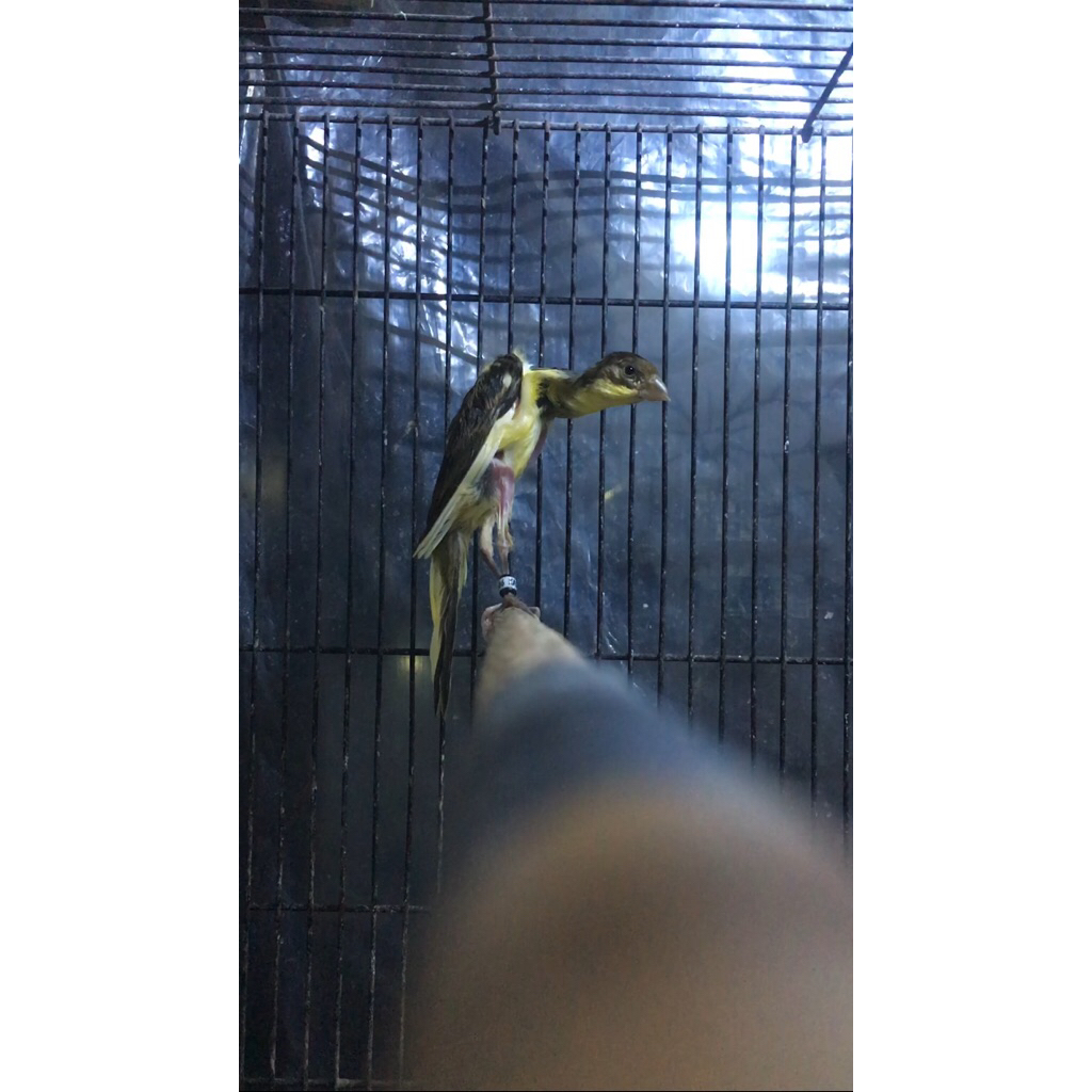 kenari giboso 🇮🇩