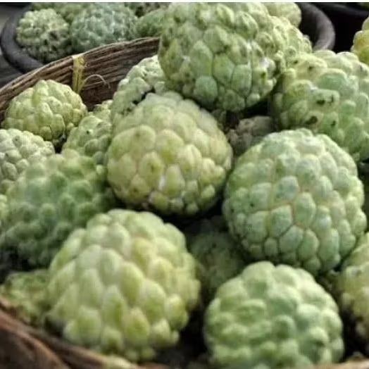 

Buah Srikaya Lokal Fresh Enak murah 2PCS/PERBUAH