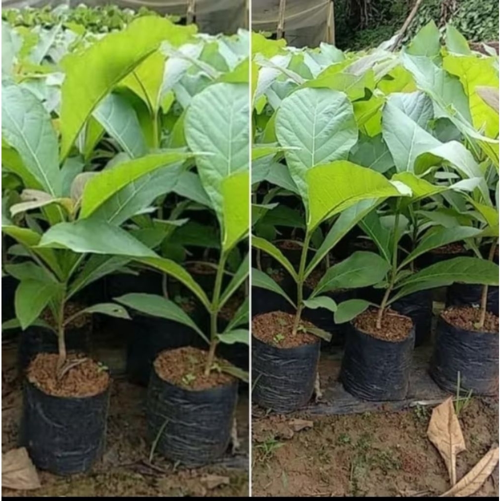 BIBIT POHON JATI SUPER UNGGUL