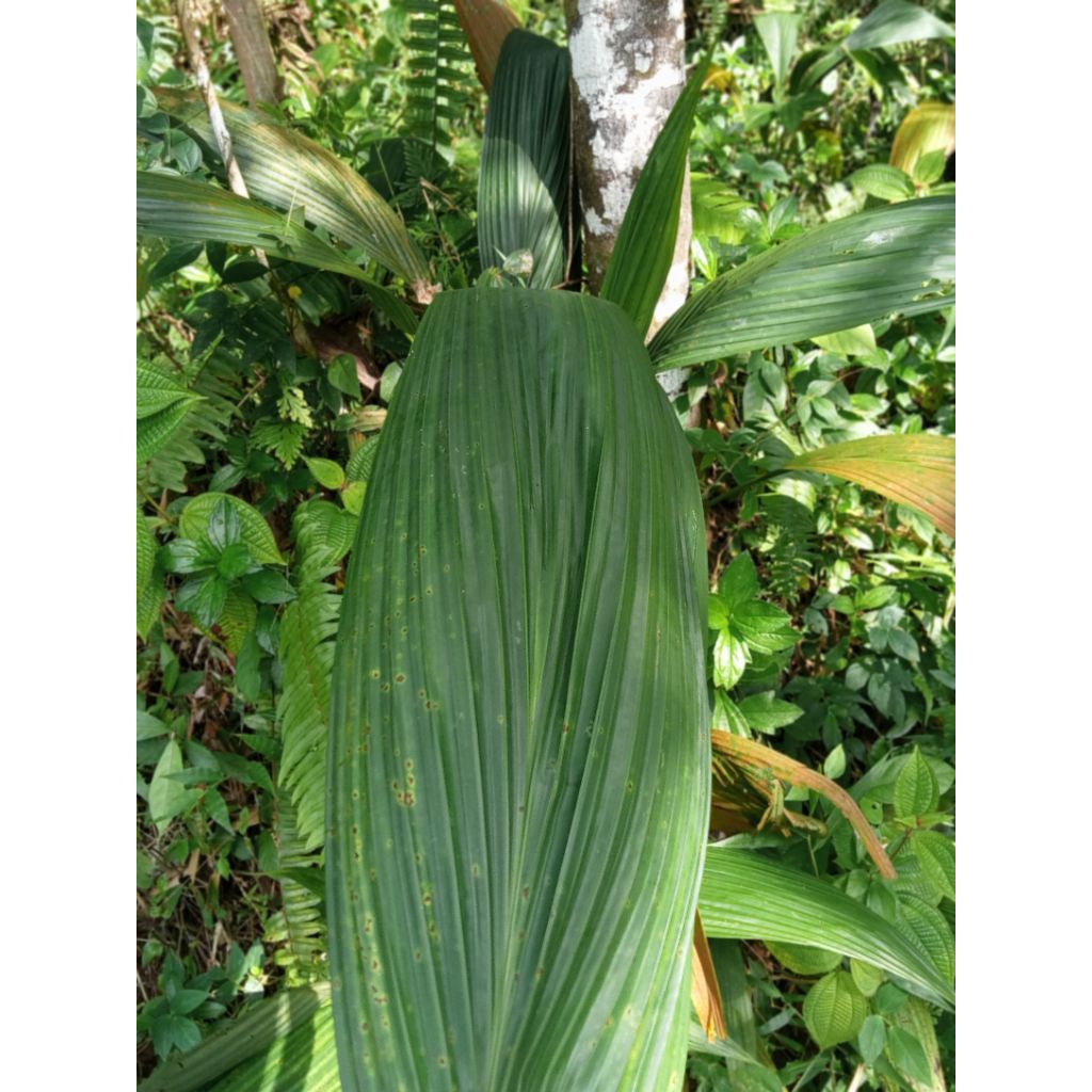 

daun congkok 50 lembar