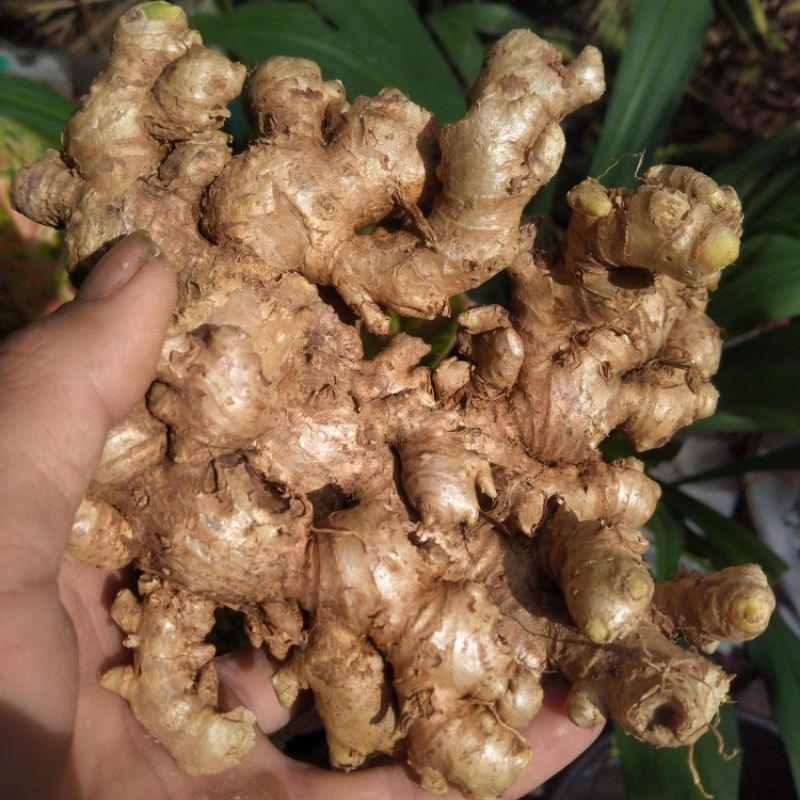 

Jahe Emprit Super Tua dan Pedas Premium