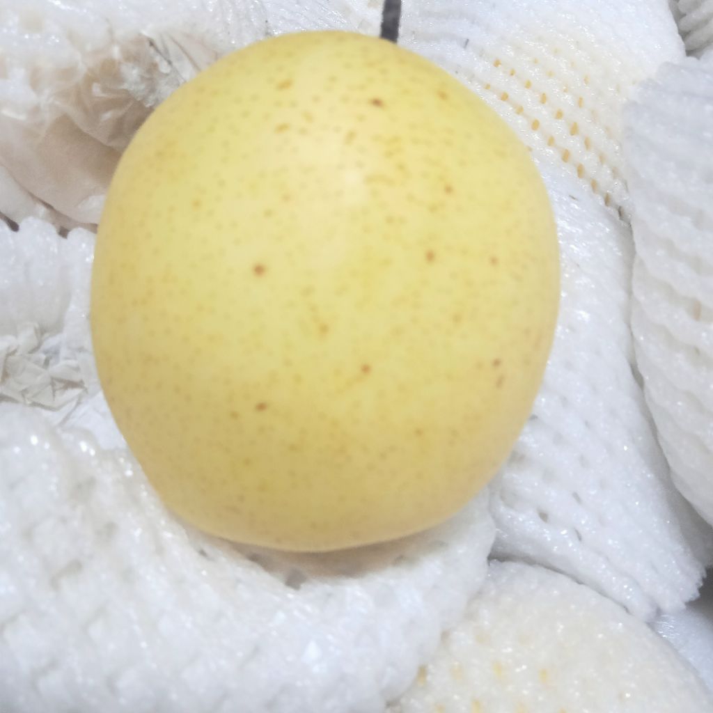 

Buah pir per kilogram