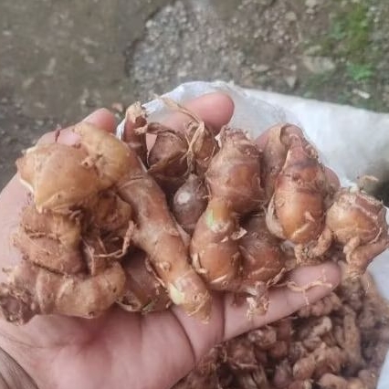 

KENCUR SEGAR PREMIUM lereng muria (BESAR&TUA)