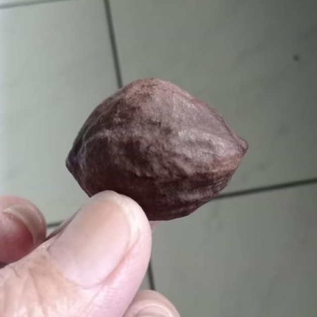 Kemiri Adu Muncang Adu MJ Si Lauk Ori Klaten