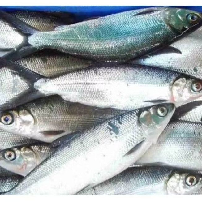 

Ikan Bandeng segar 1 kg