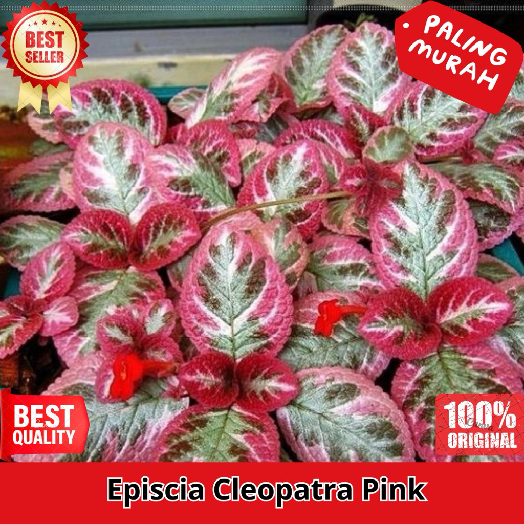 Episcia Pink Cleopatra - Tanaman Episcia pink Cantik Rimbun Bunga Merah