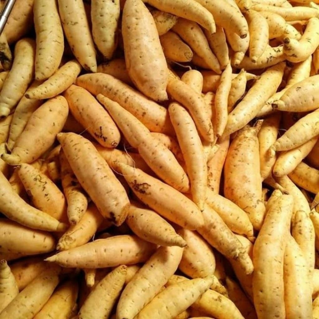 

Ubi Cilembu Kecil Beli 5 Kilo Bonus 1 Kilo Asli Tegal