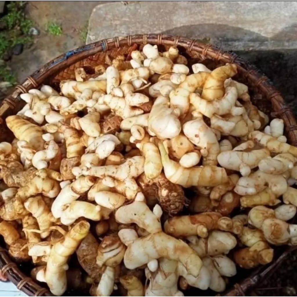 

kunyit putih segar 1kg fress