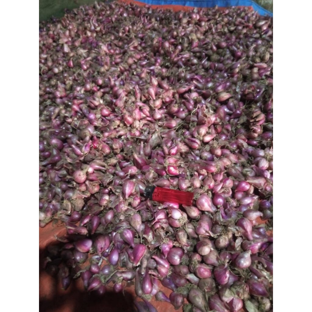 

BAWANG MERAH lokal nganjuk 1kg