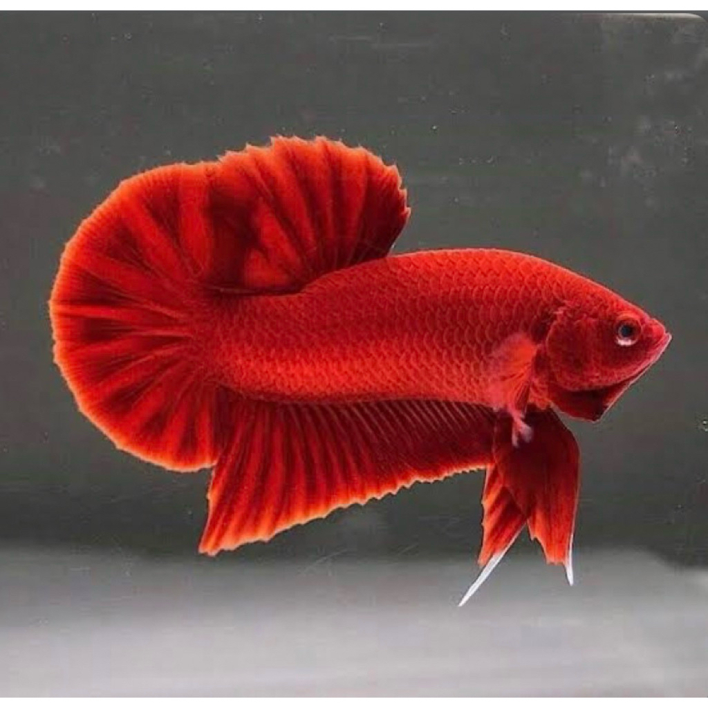 cupang plakat super red paling merah istimewa, jantan berkualitas bagus