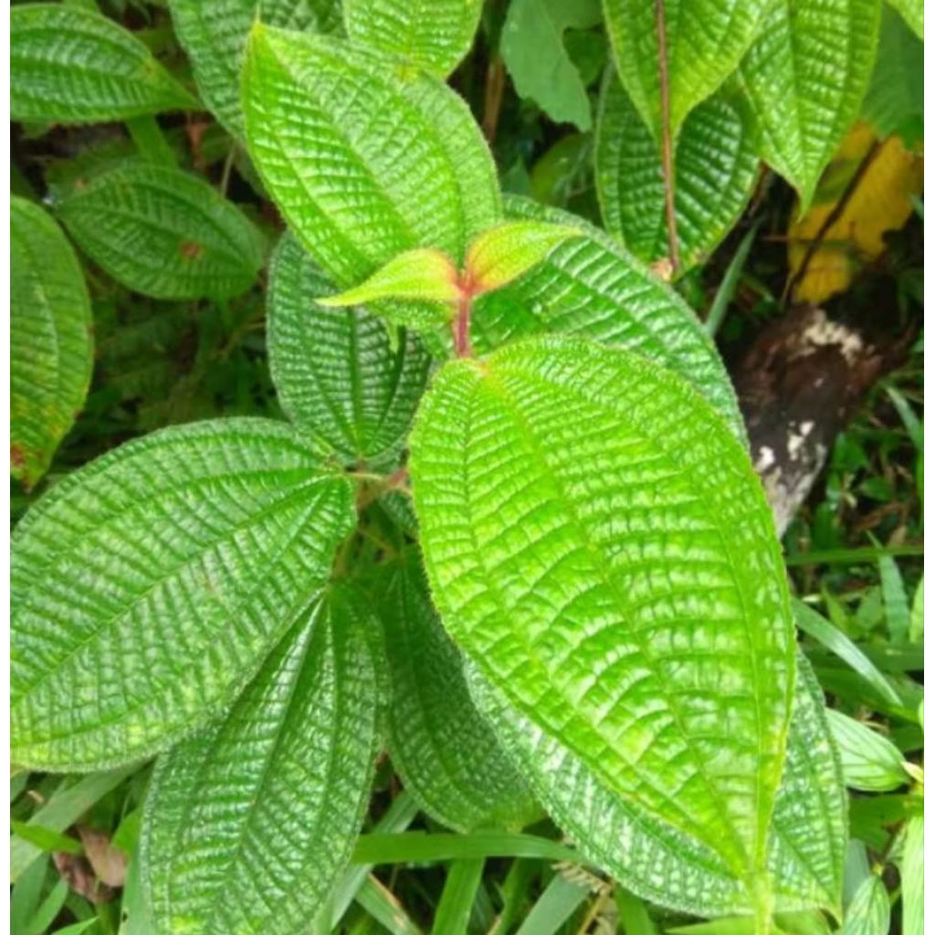 

daun harendong bulu daun senggani 100 gr