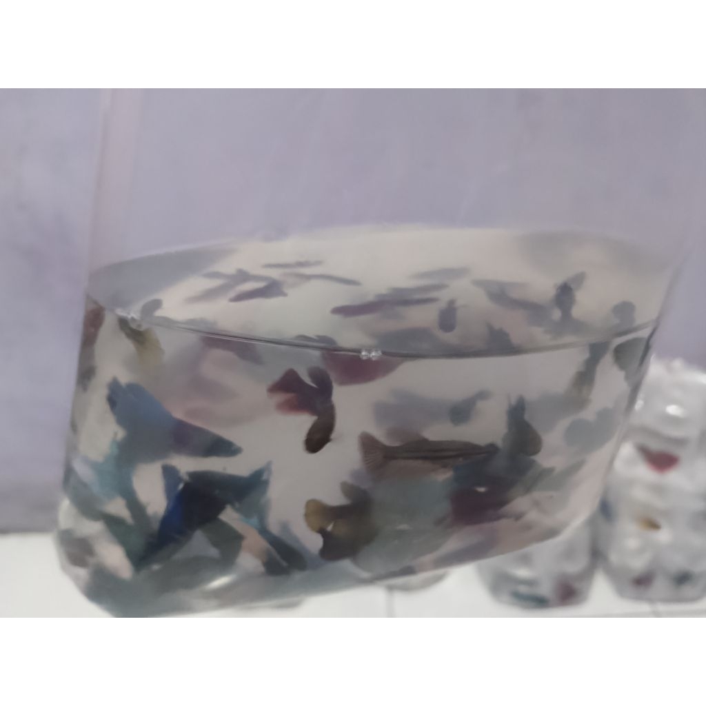 cupang halfmoon betina cakep