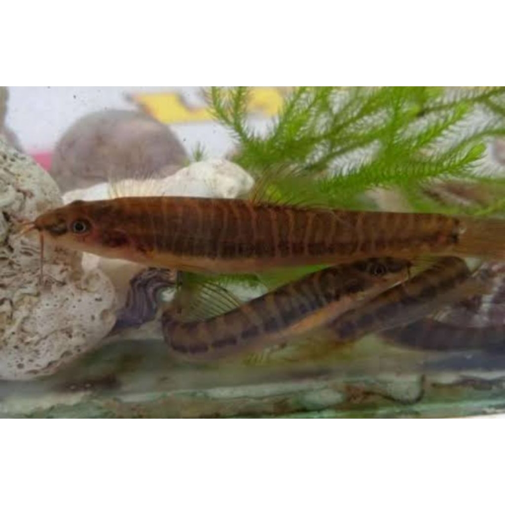 hiasan aquarium ikan hias uceng10pcs aquascape