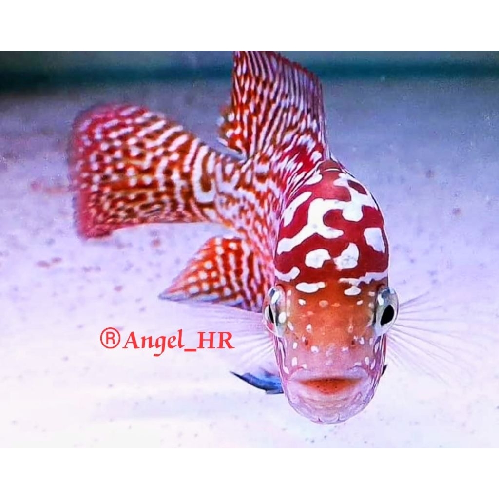 FLASH SALE MURAH | BURAYAK RED KING KAMFA F2 THAILAND