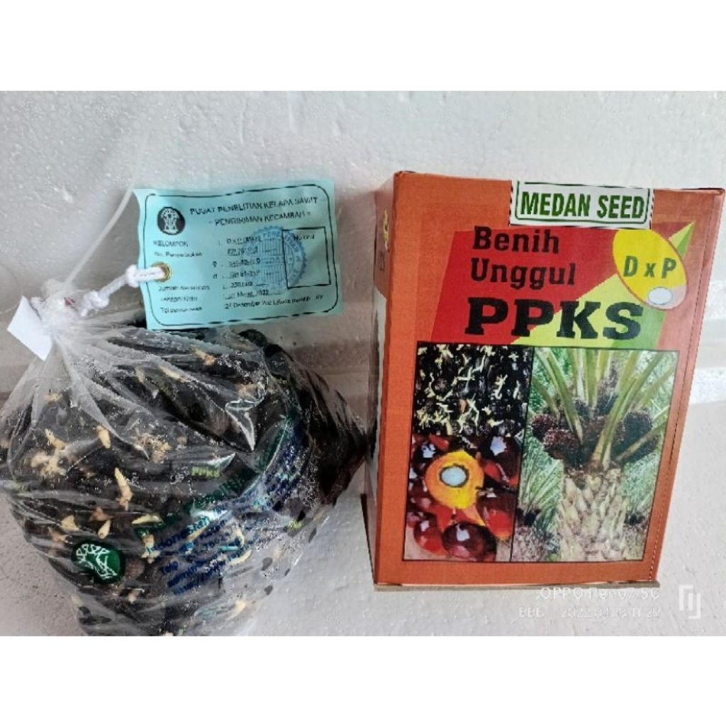

Kecambah sawit Medan asli ppks