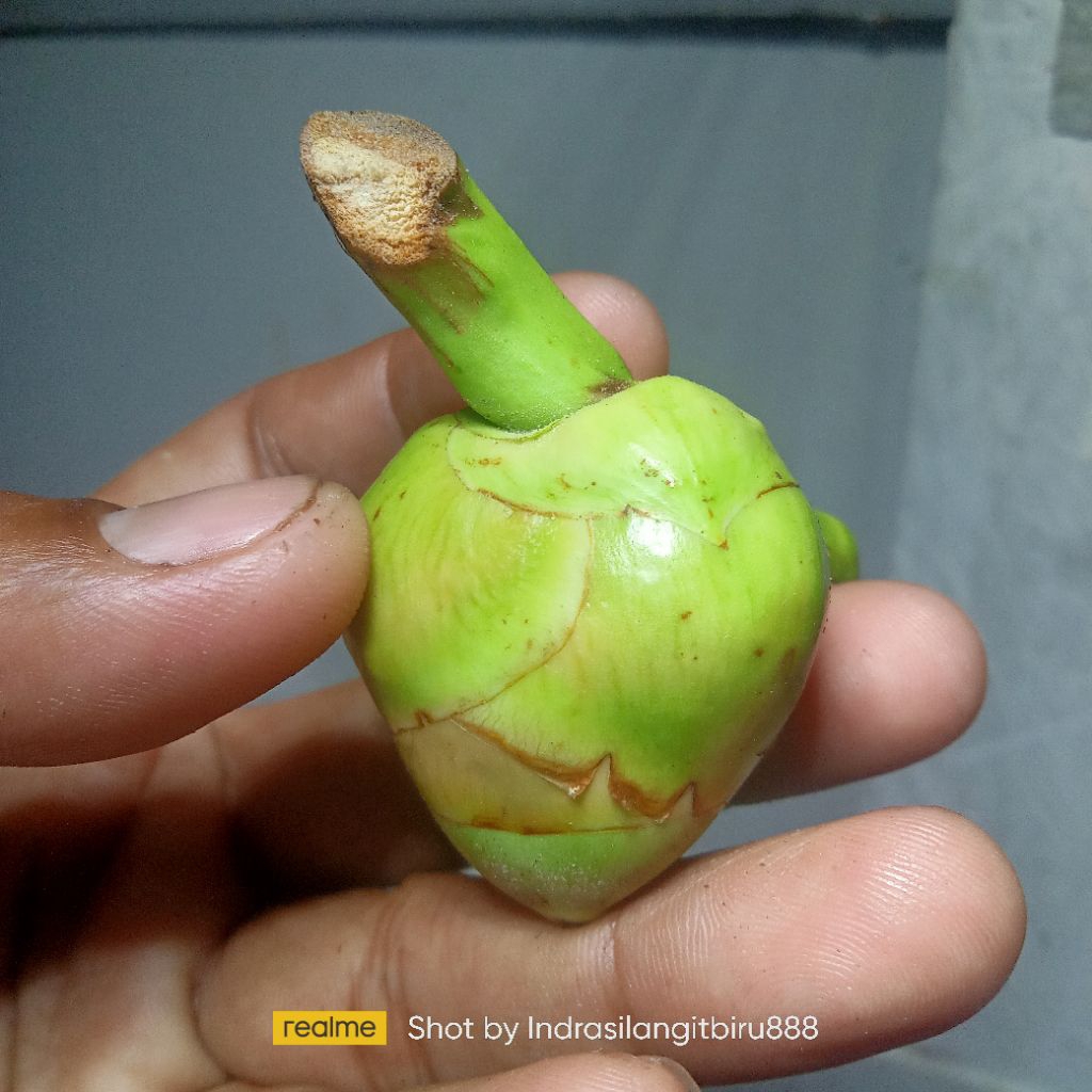

Tembeluk Beluluk Muda Segar Bugar 10 Pcs Cikal Bakal Buah Kelapa Muda Kecil Alternatif Alami Tradisional