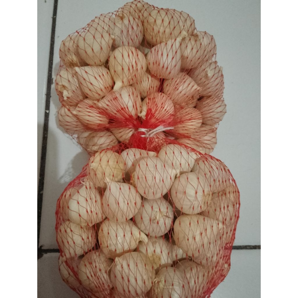 

Bawang Putih Tunggal / Bawang Lanang
