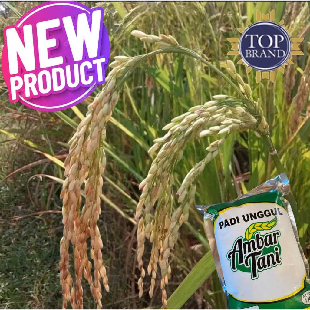 BENIH PADI 2TONGKOL PREMIUM QUALITY