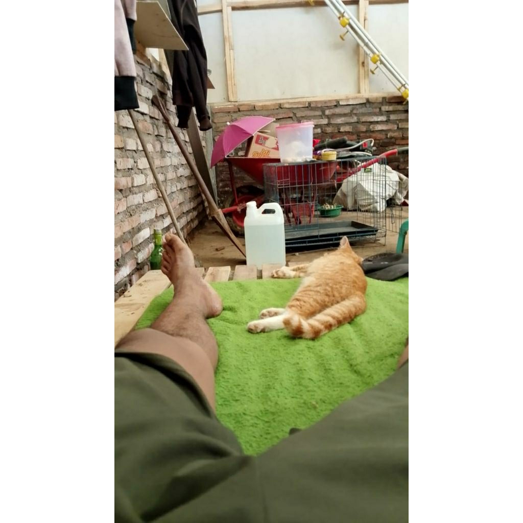 

obat nyamuk dan obat lalat paket