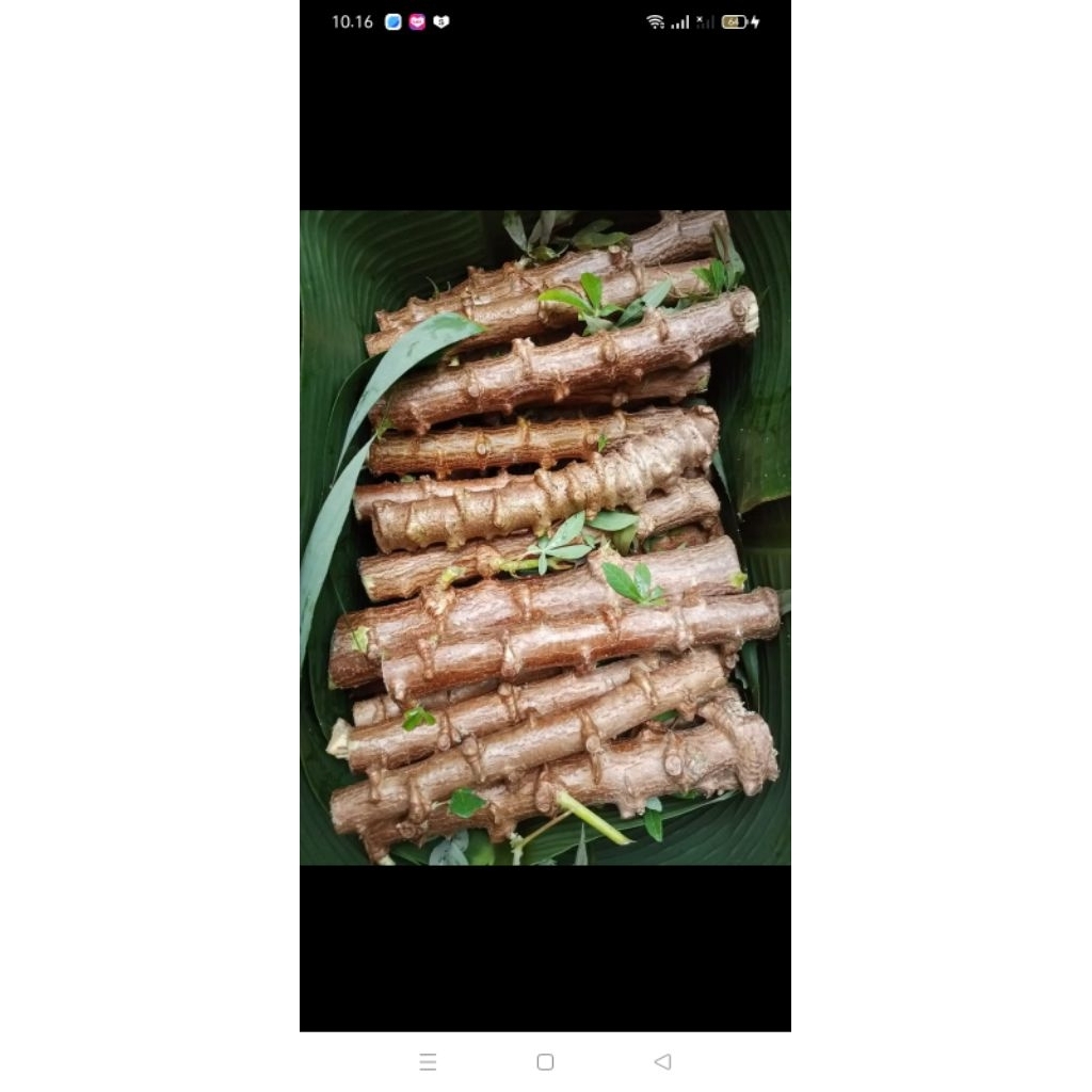 

bibit singkong ketan