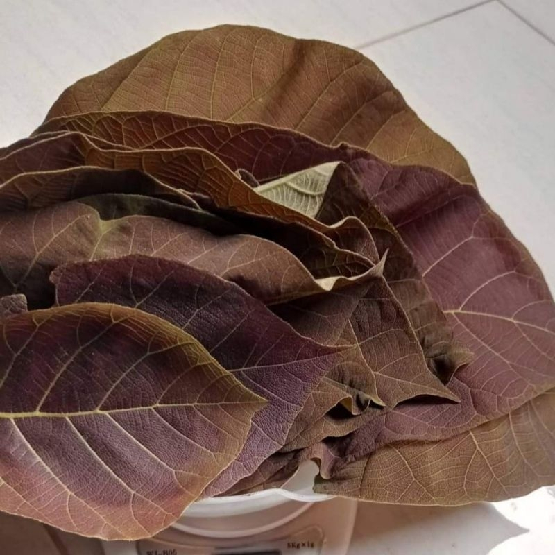 

Daun Jati Muda Segar 500 Gram I COD & GRATIS ONGKIR