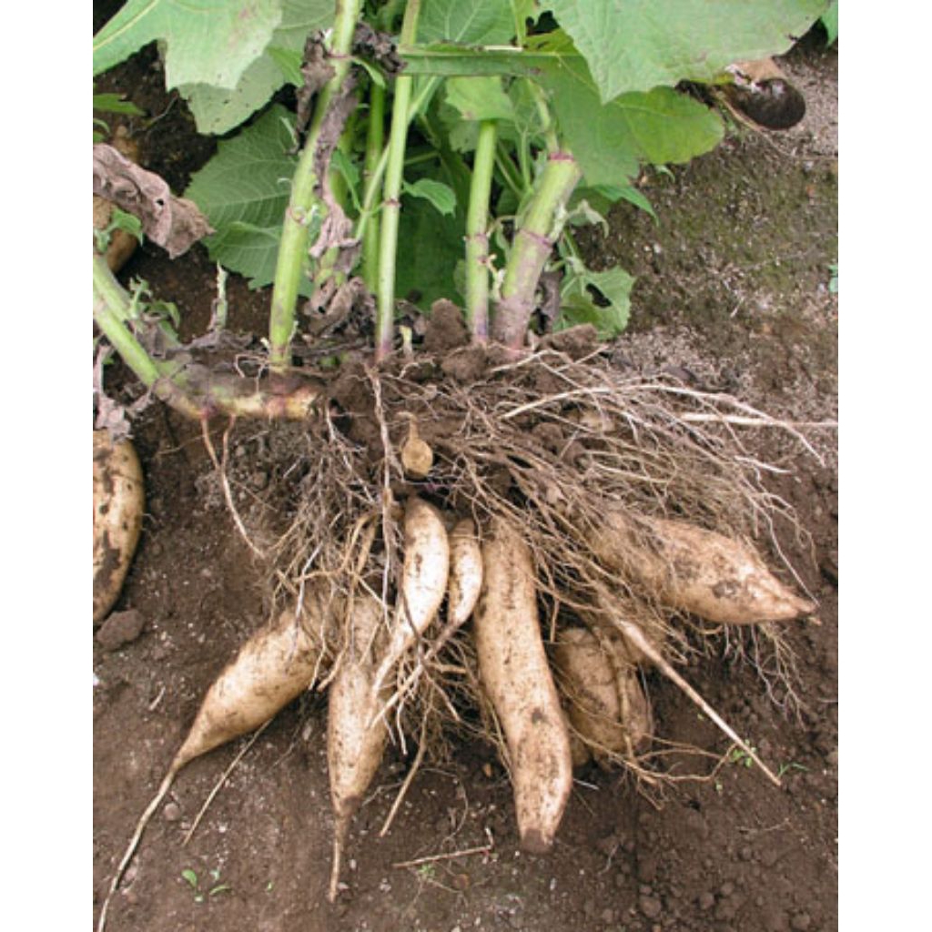 

Ubi Yakon asli Wonosobo kualitas terjamin