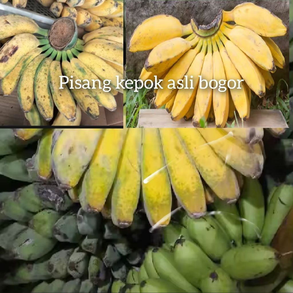 

pisang kepok khas Bogor 1 kilo