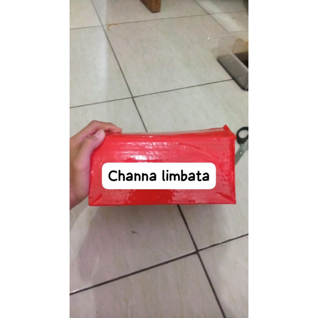 

kardus peking limbata jos jis