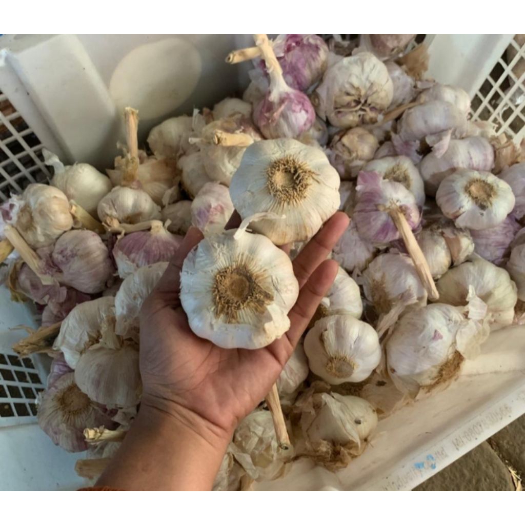 

bawang putih sinco netto1000gr